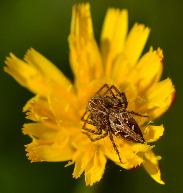 Oxyopes heterophthalmus - Moriago della Battaglia (TV)